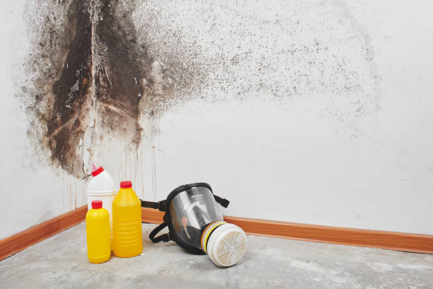 Best Local Mold Removal Service  in Reynoldsville, PA