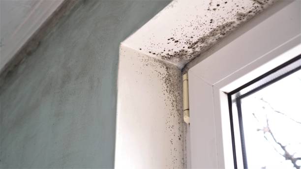 Professional Mold Removal in Reynoldsville, PA