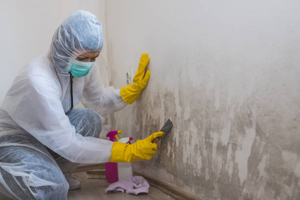 Best Fast Mold Removal  in Reynoldsville, PA