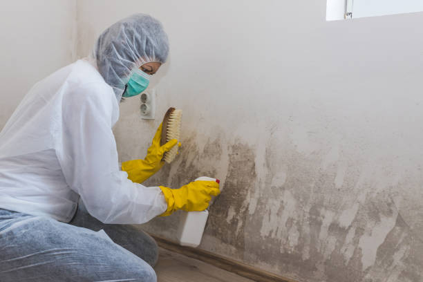 Best Crawl Space Mold Removal  in Reynoldsville, PA