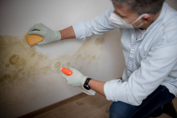 Best Residential Mold Removal  in Reynoldsville, PA