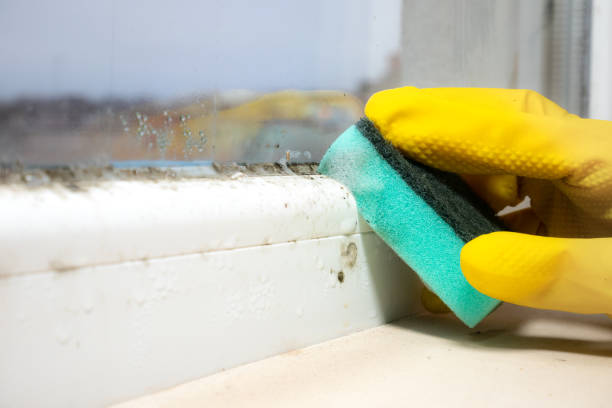Best Mold Testing  in Reynoldsville, PA
