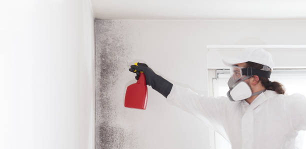 Best Home Mold Removal  in Reynoldsville, PA