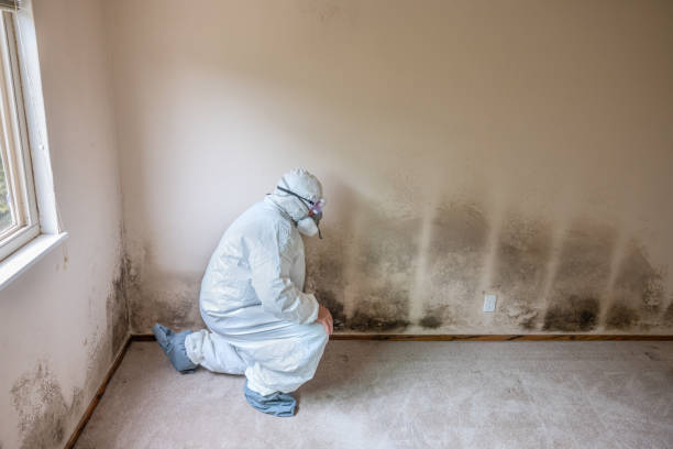 Mold Testing and Removal in Reynoldsville, PA