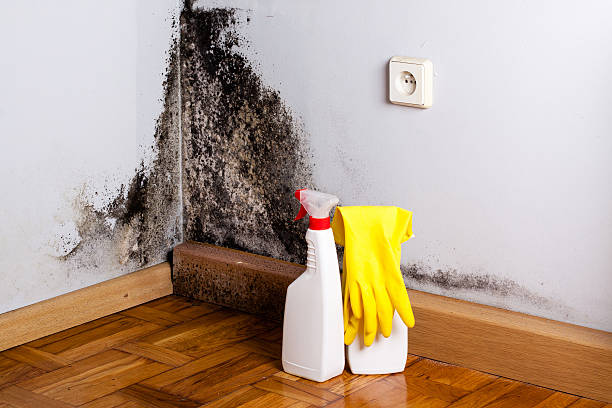 Best Commercial Mold Removal  in Reynoldsville, PA