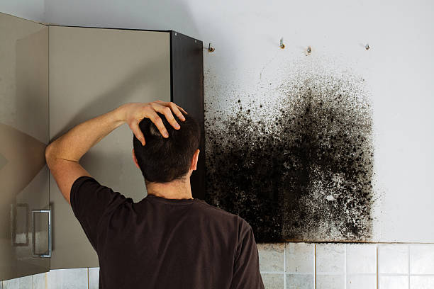 Best Mold Cleaning Services  in Reynoldsville, PA