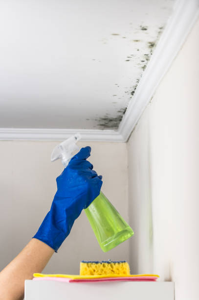 Best Office Mold Removal Services  in Reynoldsville, PA
