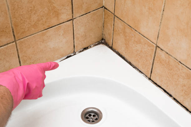 Home Mold Removal in Reynoldsville, PA