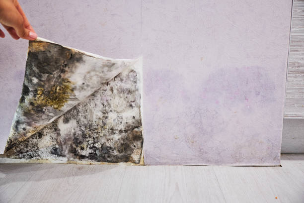 Best Same-Day Mold Removal  in Reynoldsville, PA
